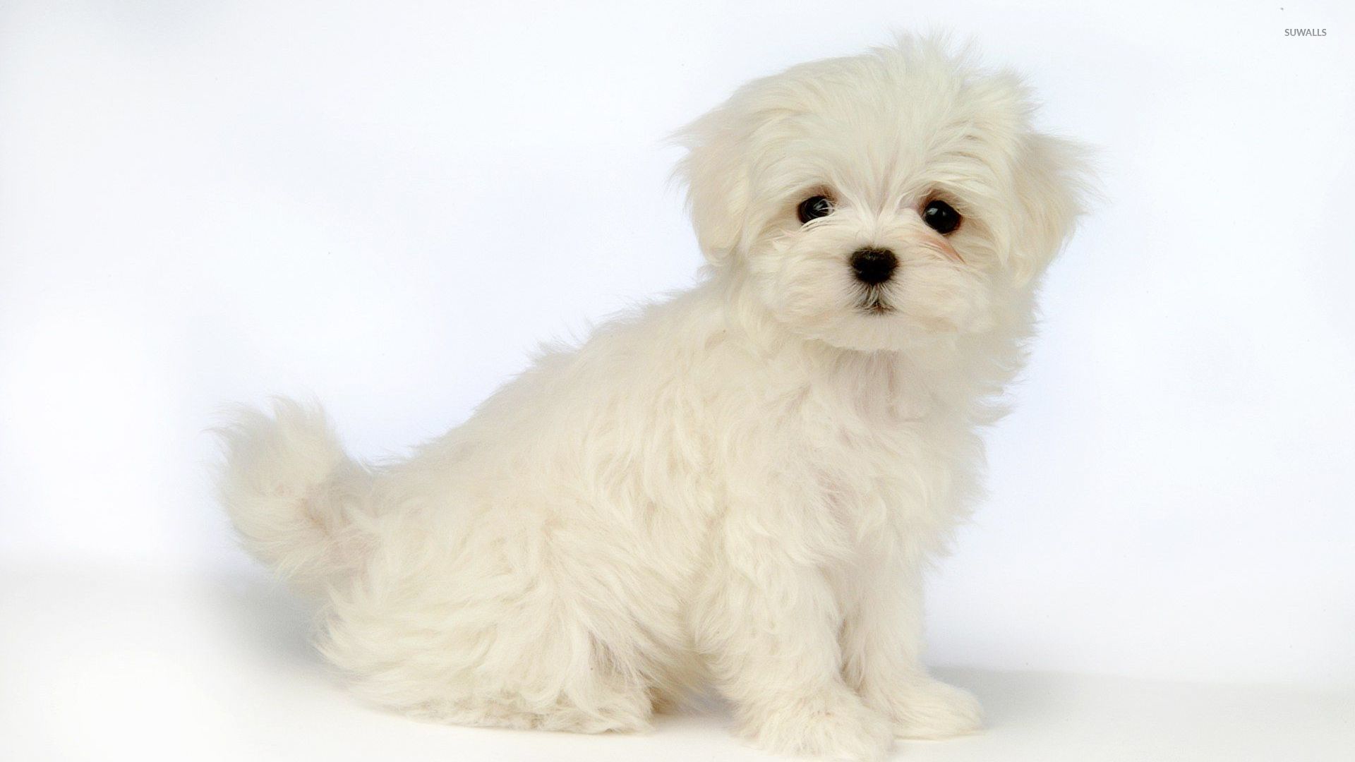 Cute white puppy [2] wallpaper - Animal wallpapers - #47625