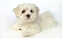Cute white puppy wallpaper 1920x1200 jpg