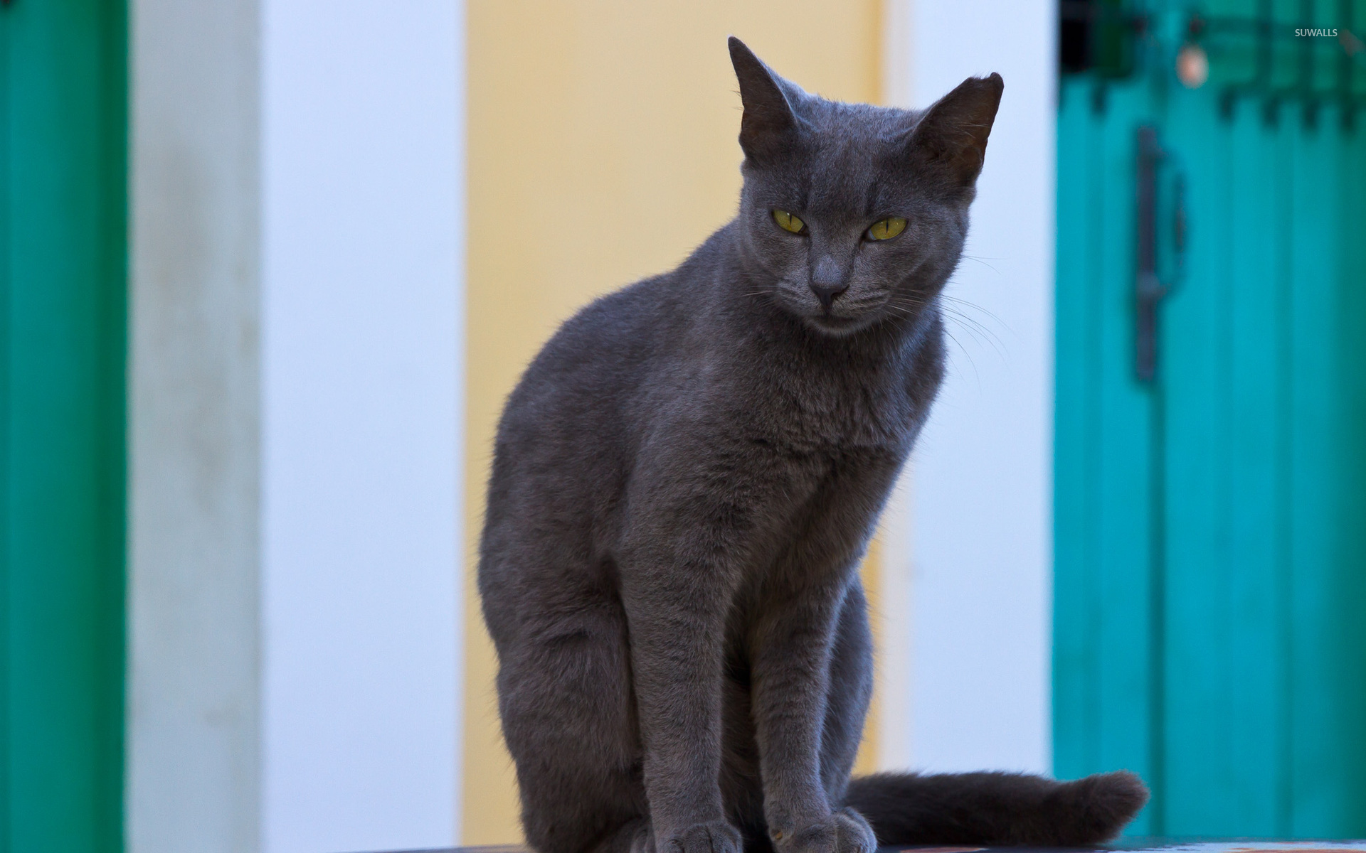 Dark gray hot sale cat