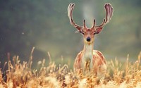 Deer [5] wallpaper 1920x1200 jpg