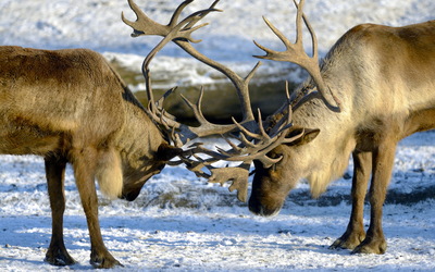 Deer fight on a winter day wallpaper