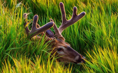 Deer in grass wallpaper