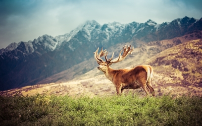Deer on a green field by the mountains wallpaper