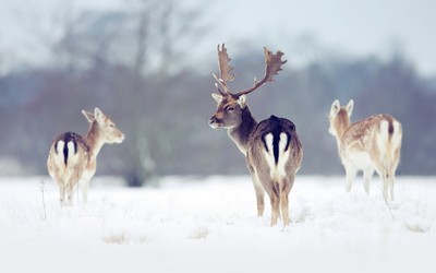 Deers in the snow Wallpaper