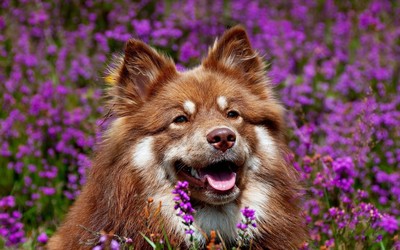 Dog in lavender field Wallpaper