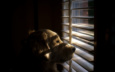 Dog looking out the window [2] wallpaper