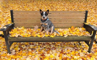 Dog on a bench [2] wallpaper