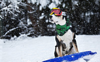 Dog on a snowboard wallpaper 1920x1200 jpg