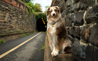 Dog on the side of the road wallpaper 1920x1200 jpg