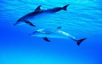 Dolphins under water wallpaper 1920x1200 jpg