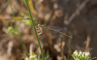 Dragonfly on a blade of grass wallpaper 2560x1600 jpg
