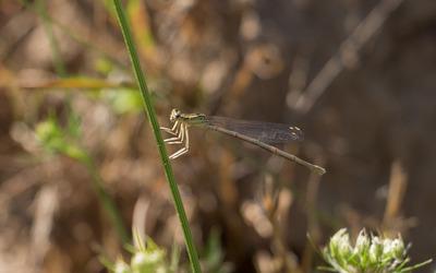 Dragonfly on a blade of grass wallpaper