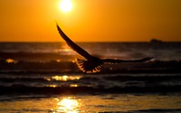 Eagle in the sunset wallpaper 2880x1800 jpg