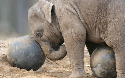 Elephant calf playing with a stone ball wallpaper