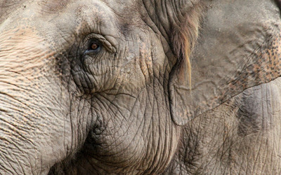 Elephant face wallpaper