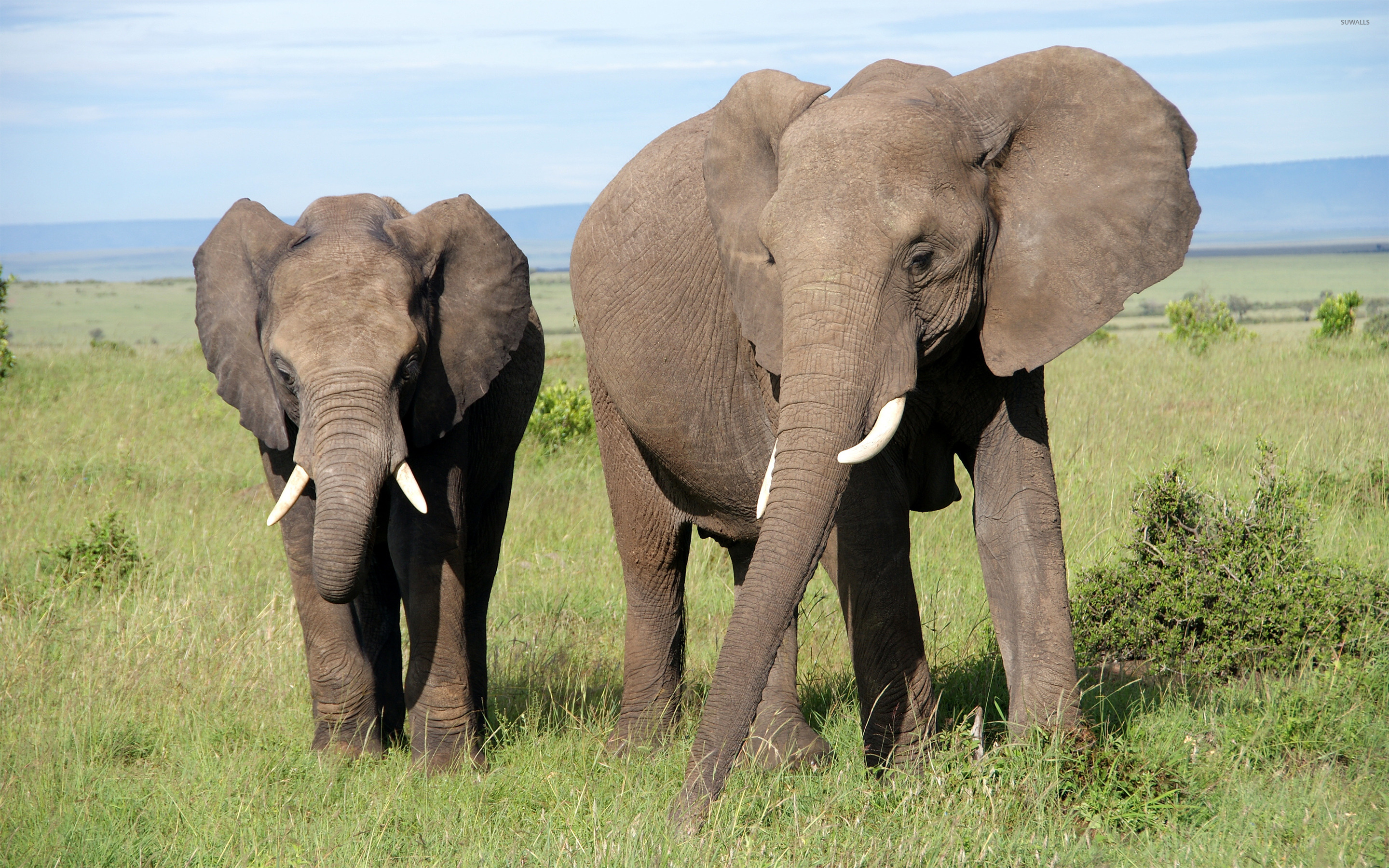 Ухо африканского слона. Слоны. Слон фото. Слоны трубят. Саванный слон.