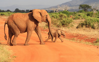 Elephants [6] wallpaper 2560x1600 jpg