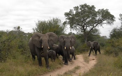 Elephants walking on the forest path wallpaper