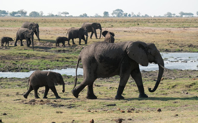 Elephants with calves wallpaper