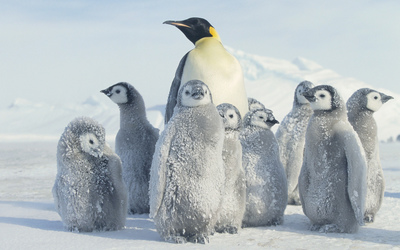 Emperor penguin wallpaper