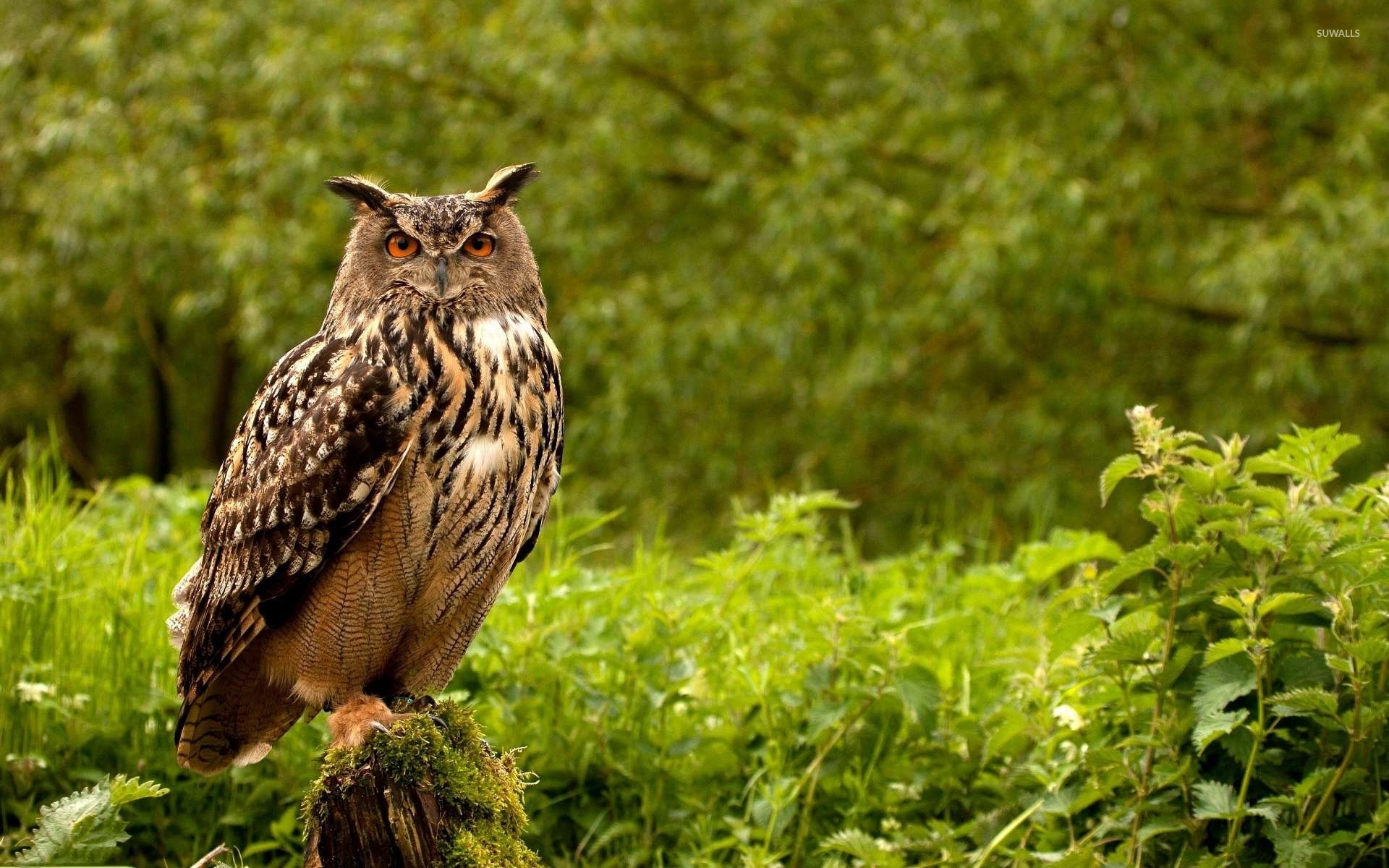 природа животные птицы сова совенок nature animals birds owl owlet скачать