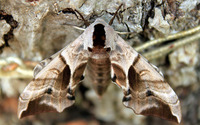Eyed Hawk-Moth wallpaper 1920x1200 jpg