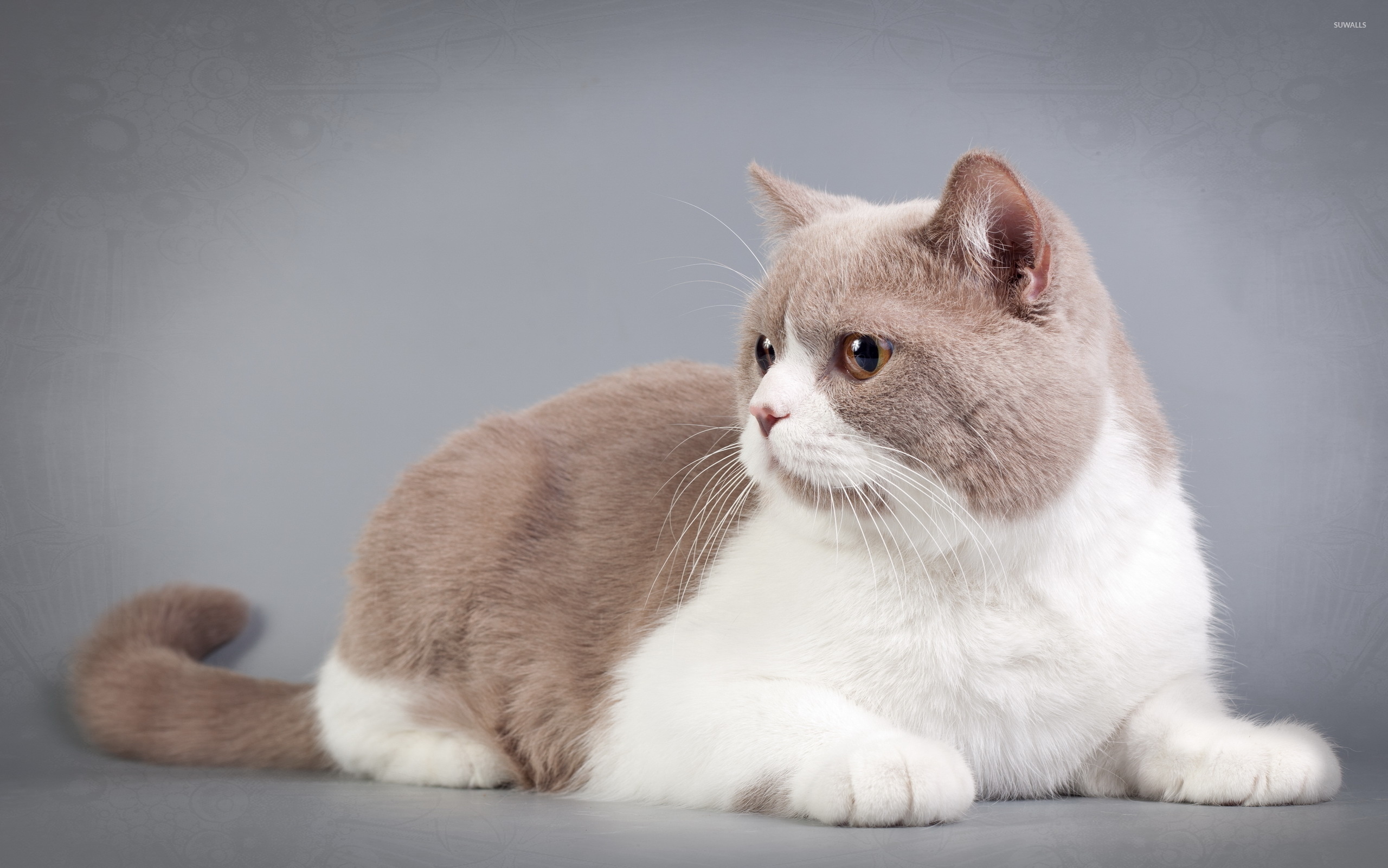 Fat cat wallpaper - Animal wallpapers - #42622