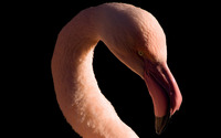 Flamingo [4] wallpaper 2560x1600 jpg