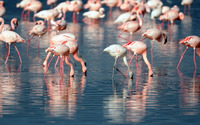 Flamingoes wallpaper 2560x1440 jpg