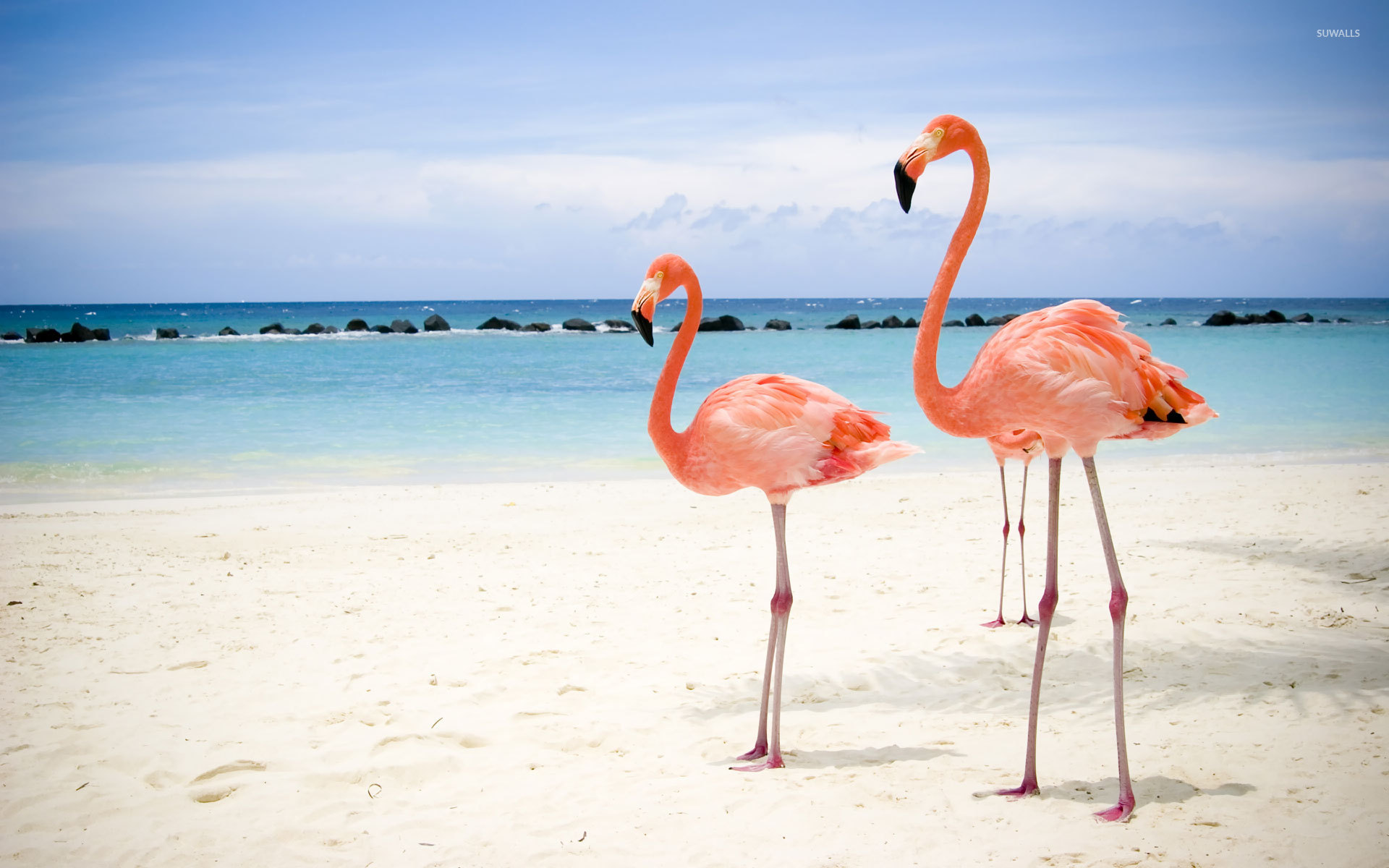 Flamingos background 1080P 2K 4K 5K HD wallpapers free download   Wallpaper Flare