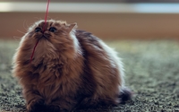 Fluffy cat playing with a red string wallpaper 1920x1200 jpg