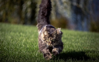 Fluffy cat sunning in the grass Wallpaper
