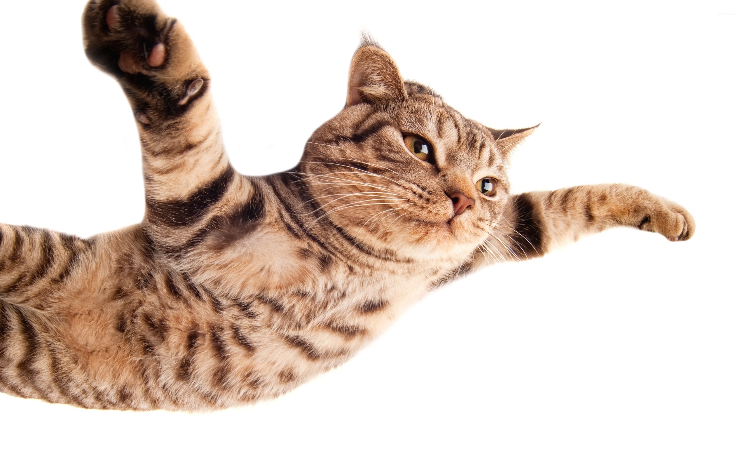 Кот готовящийся к прыжку бесплатно