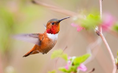 Flying hummingbird wallpaper