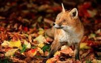 Fox [5] wallpaper 2560x1600 jpg