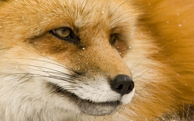 Fox [11] wallpaper