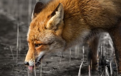 Fox drinking water wallpaper
