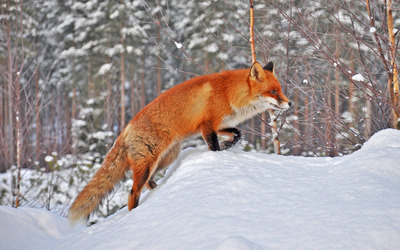 Fox in snow wallpaper