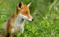 Fox in the grass wallpaper 1920x1200 jpg