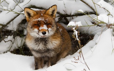 Fox in the snow wallpaper