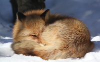Fox on the snow wallpaper 2560x1600 jpg