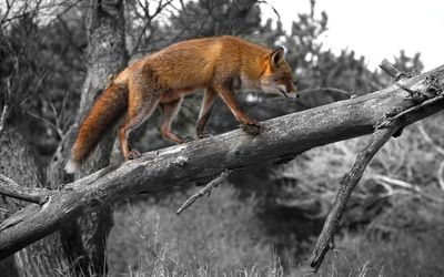 Fox walking on the branch wallpaper