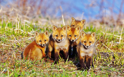 Foxes [2] wallpaper