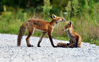 Foxes [3] wallpaper 2560x1600 jpg
