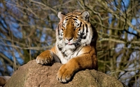 Funny tiger sticking its tongue out wallpaper 1920x1200 jpg