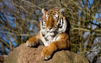 Funny tiger sticking its tongue out wallpaper