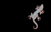 Gecko viewed from under wallpaper 1920x1200 jpg