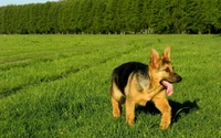 German Shepherd puppy [3] wallpaper 2560x1600 jpg