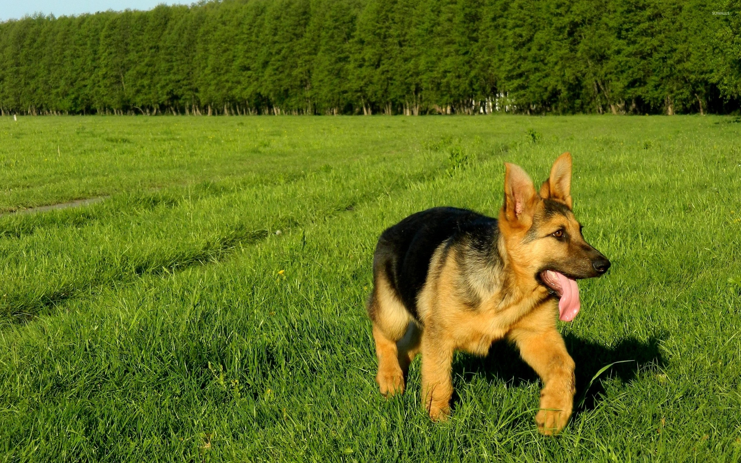 German Shepherd puppy [3] wallpaper - Animal wallpapers - #45606