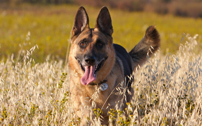German Shepherd with its tongue out Wallpaper